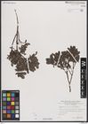 Foto von Salix breviserrata Flod.